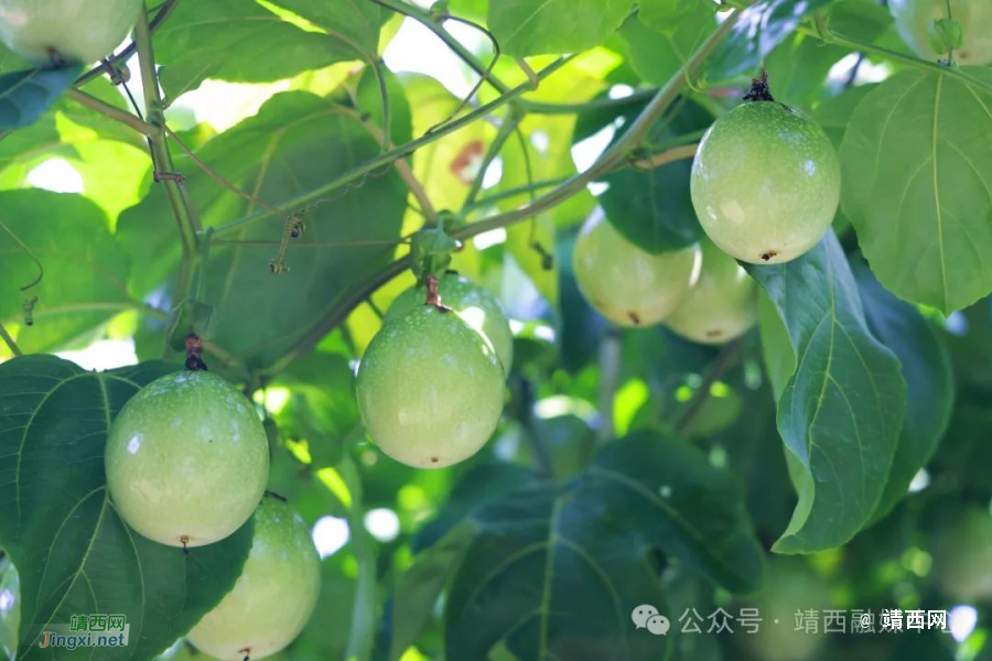 龙临镇：乡村振兴结硕果 黄金百香喜丰收 - 靖西市·靖西网