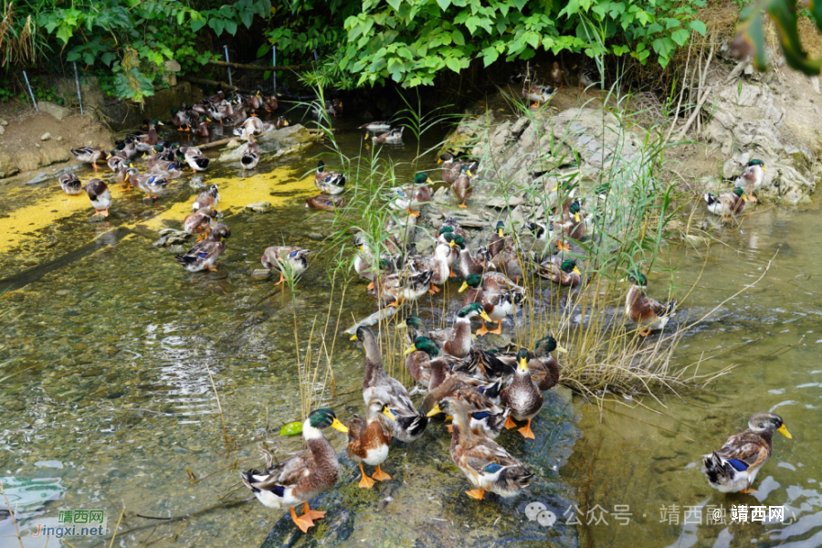 湖润镇：“多元模式”壮大村集体经济促农增收 - 靖西市·靖西网