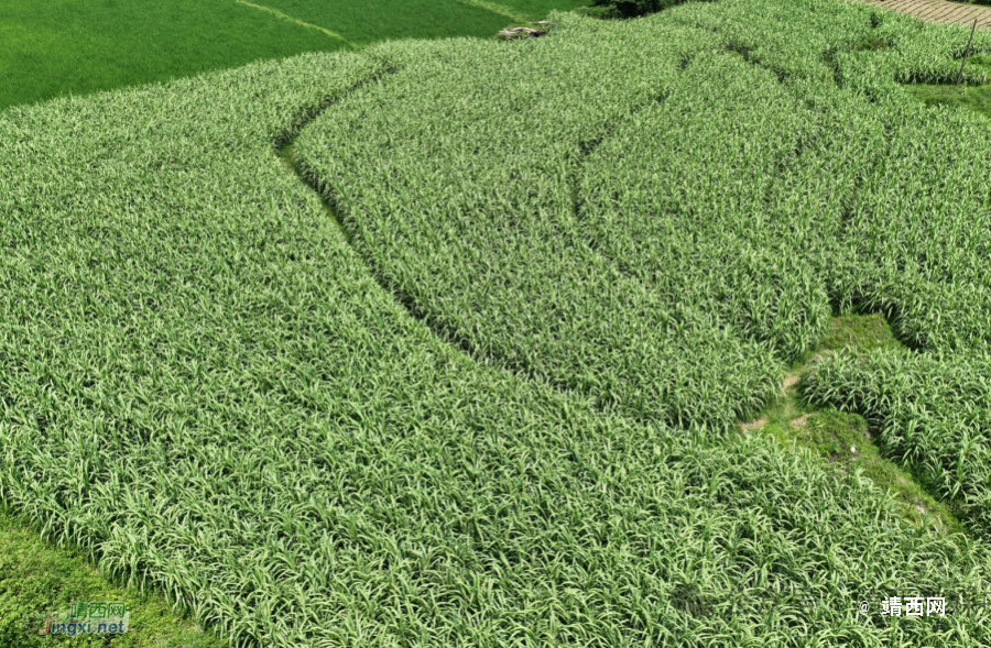 湖润镇：“多元模式”壮大村集体经济促农增收 - 靖西市·靖西网
