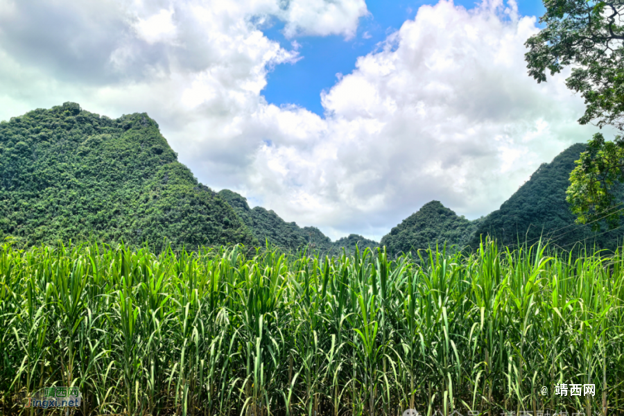 武平镇凌结村：产业发展赋能乡村振兴 - 靖西市·靖西网
