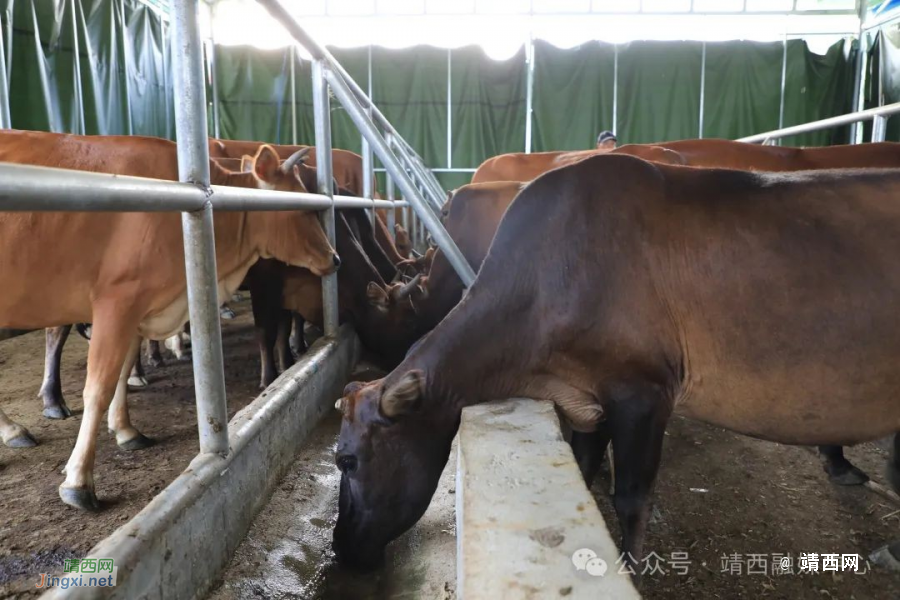 武平镇凌结村：产业发展赋能乡村振兴 - 靖西市·靖西网