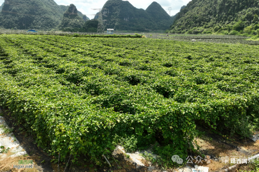 武平镇凌结村：产业发展赋能乡村振兴 - 靖西市·靖西网