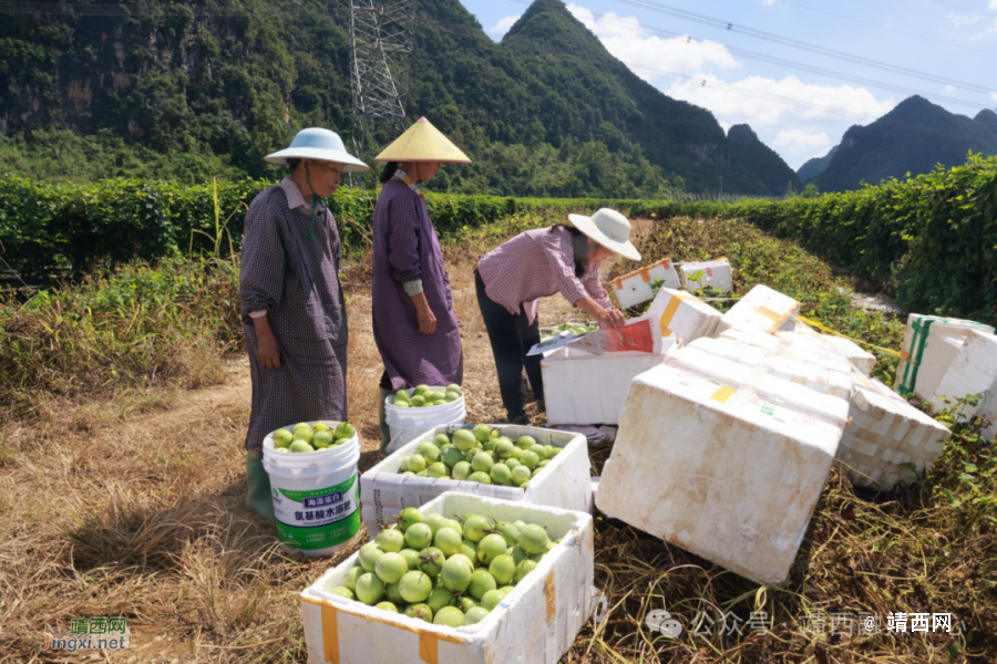 武平镇凌结村：产业发展赋能乡村振兴 - 靖西市·靖西网