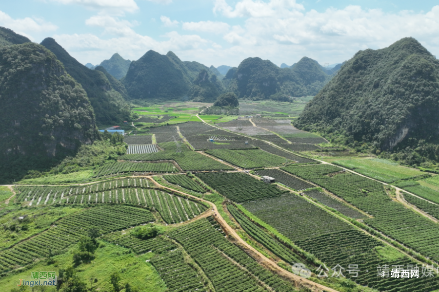 武平镇凌结村：产业发展赋能乡村振兴 - 靖西市·靖西网