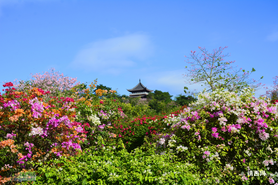 青秀山三角梅盛开了 - 靖西市·靖西网