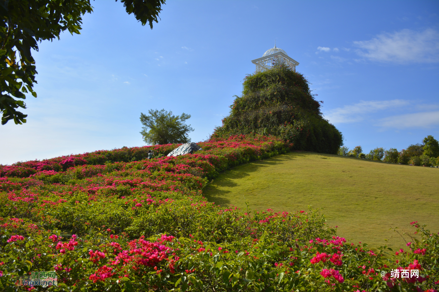 青秀山三角梅盛开了 - 靖西市·靖西网
