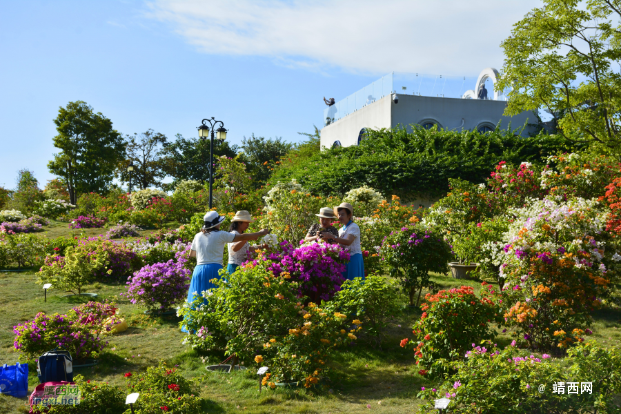 青秀山三角梅盛开了 - 靖西市·靖西网