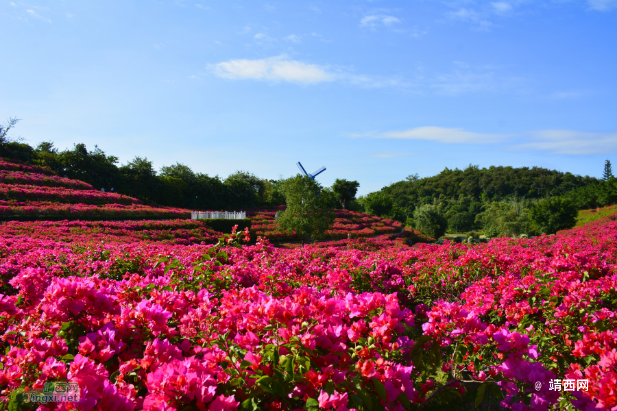 青秀山三角梅盛开了 - 靖西市·靖西网