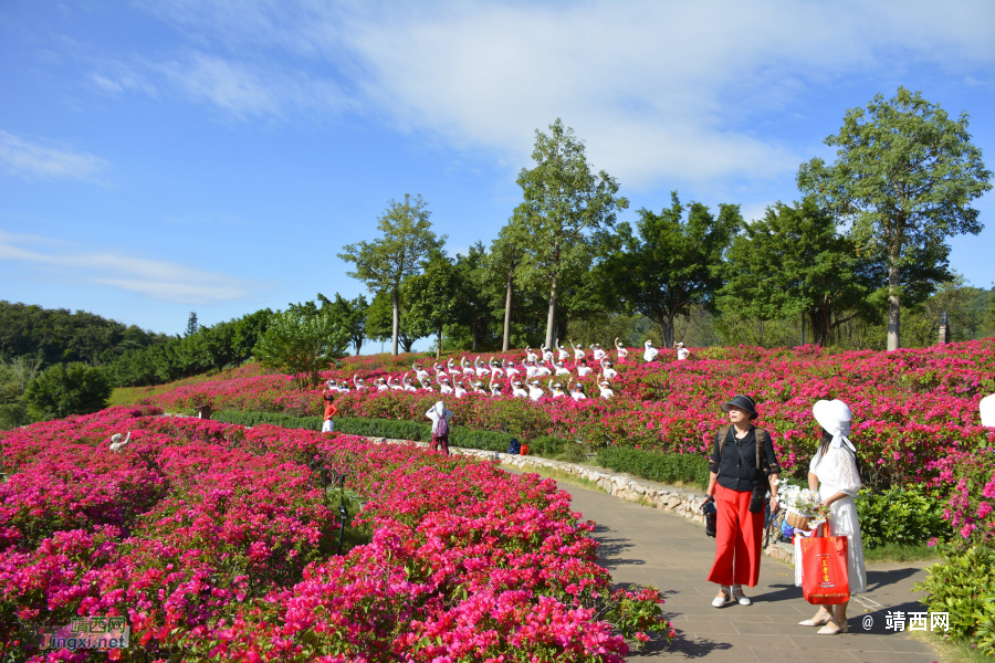 青秀山三角梅盛开了 - 靖西市·靖西网