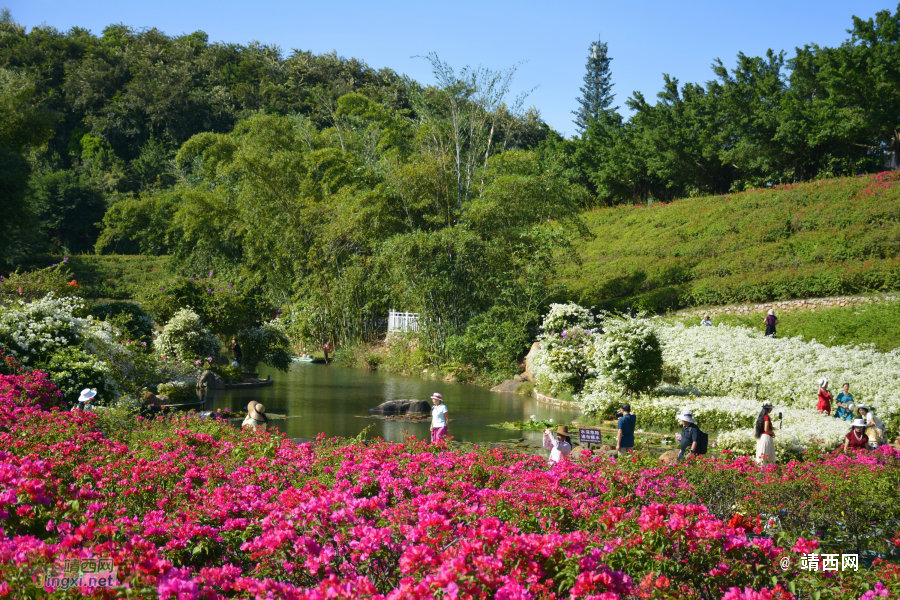 青秀山三角梅盛开了 - 靖西市·靖西网