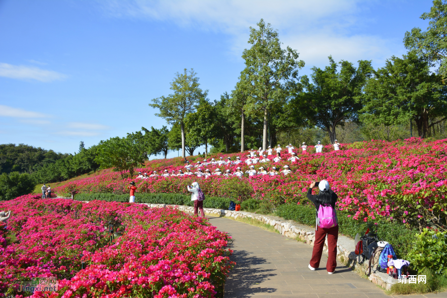 青秀山三角梅盛开了 - 靖西市·靖西网