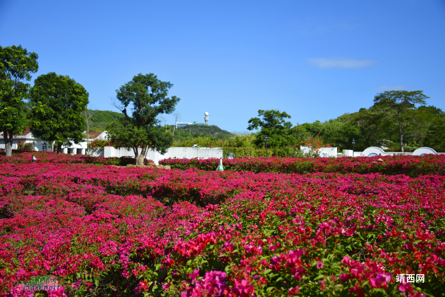 青秀山三角梅盛开了 - 靖西市·靖西网