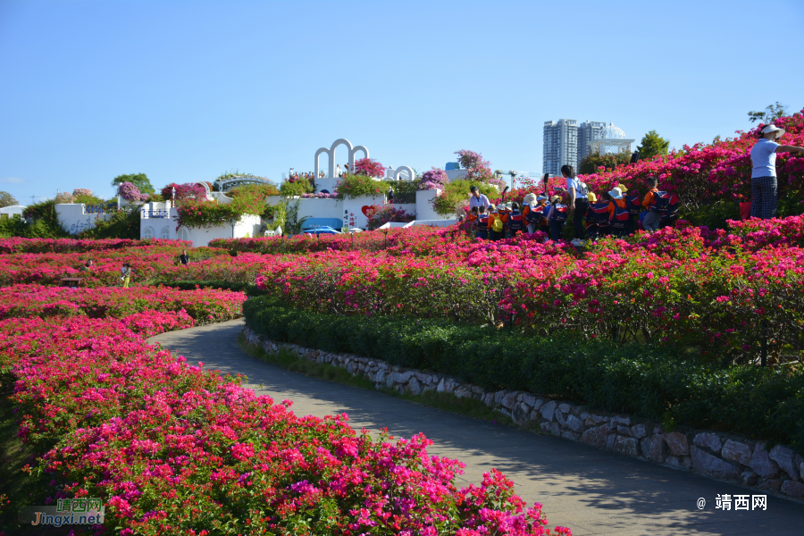 青秀山三角梅盛开了 - 靖西市·靖西网