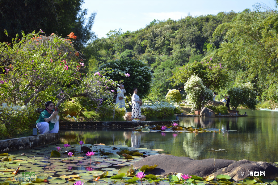 青秀山三角梅盛开了 - 靖西市·靖西网