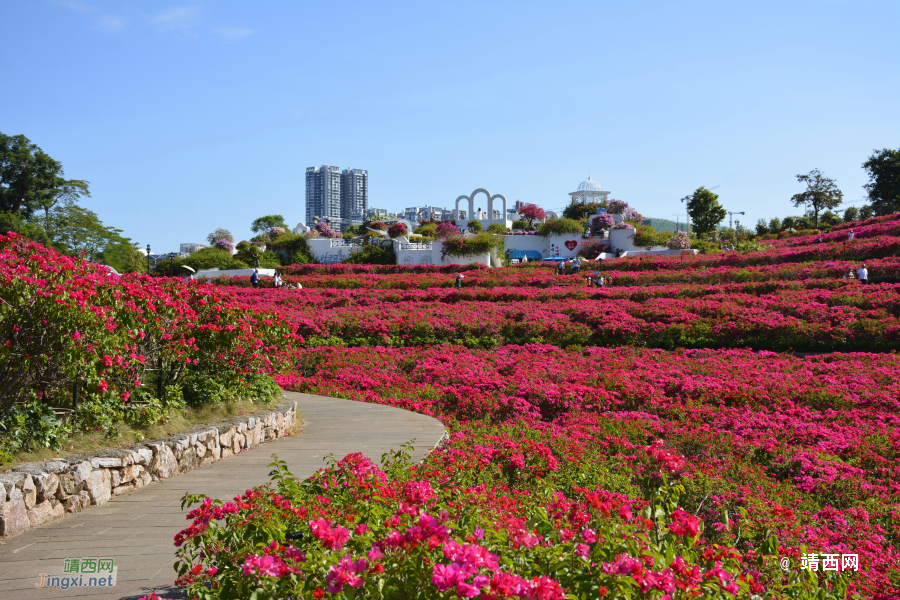 青秀山三角梅盛开了 - 靖西市·靖西网