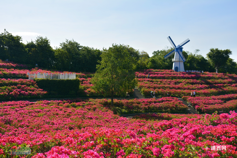 青秀山三角梅盛开了 - 靖西市·靖西网