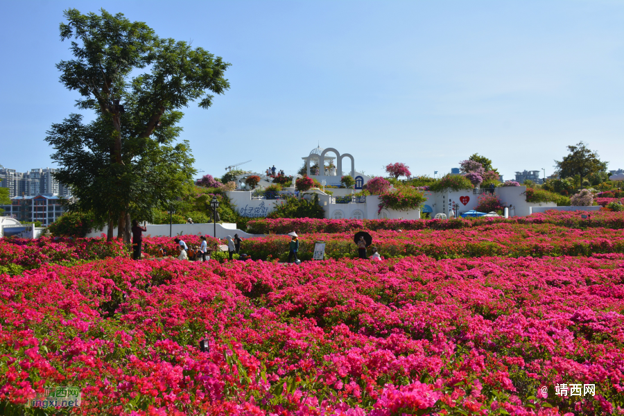 青秀山三角梅盛开了 - 靖西市·靖西网