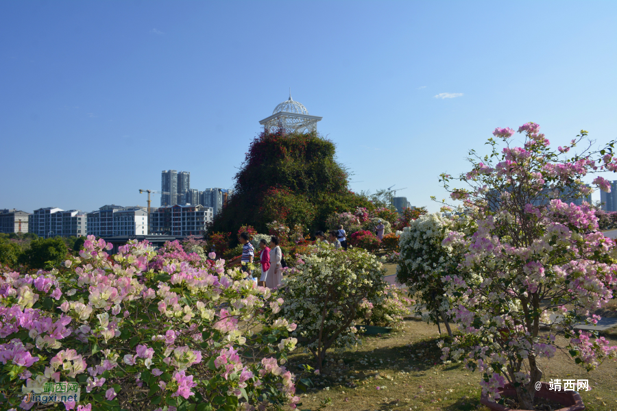 青秀山三角梅盛开了 - 靖西市·靖西网