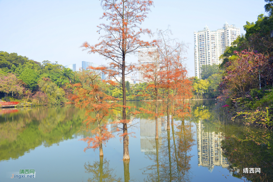 冬天的落羽杉五彩斑斓，太美了！ - 靖西市·靖西网